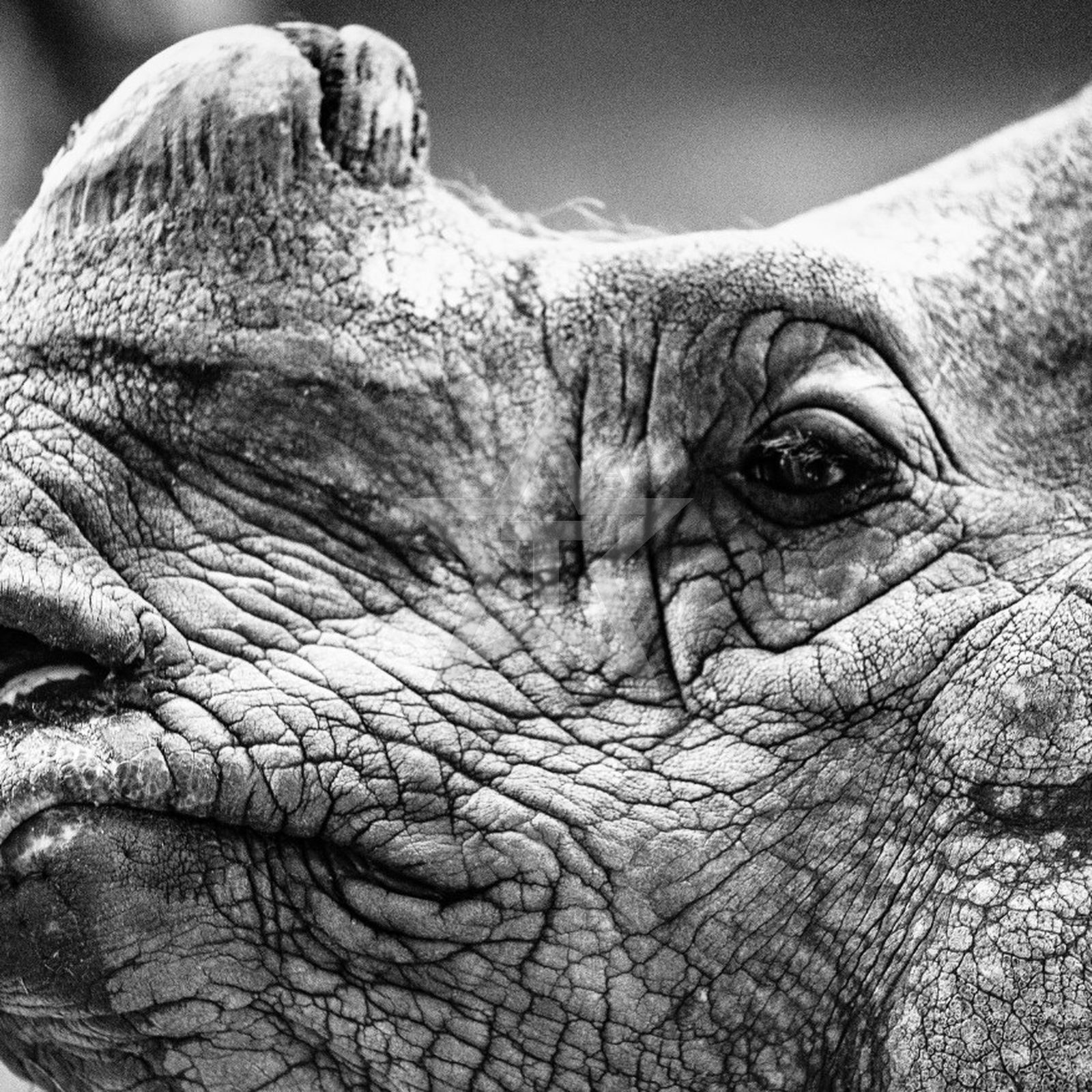 RHINOCEROS (2026) – Fotografie von Thomas Anderer, Fine Art Fotografie, 100 × 100 cm
